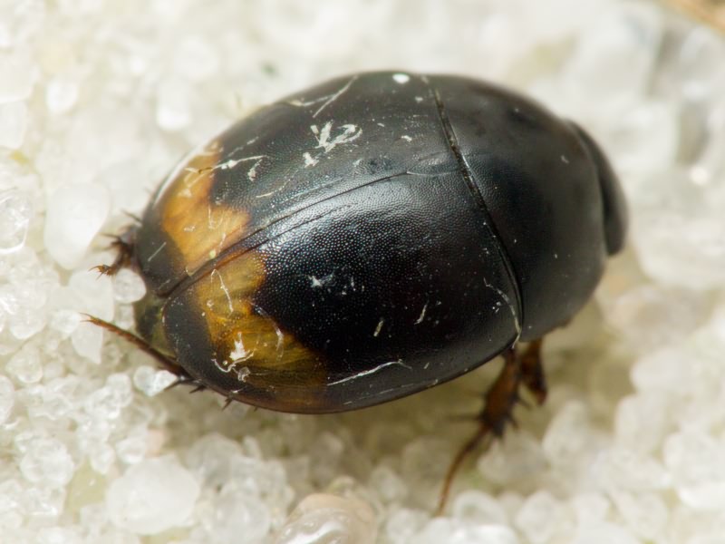 Hydrophilidae LatreiIle, 1802